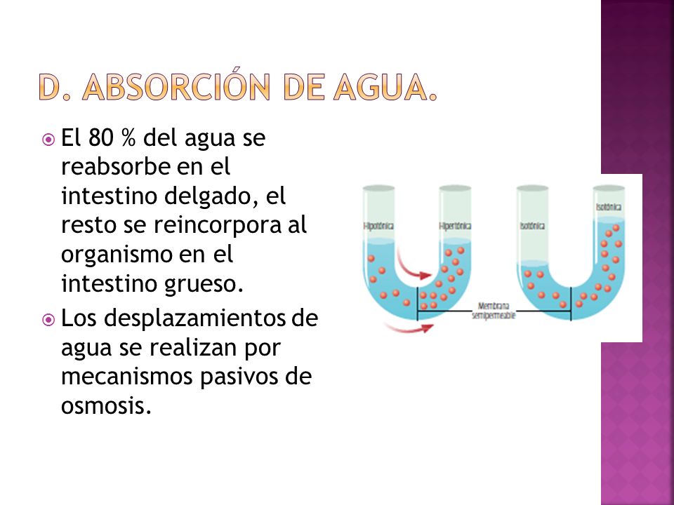 d. Absorción de agua. El 80 % del agua se reabsorbe en el intestino delgado, el resto se reincorpora al organismo en el intestino grueso.