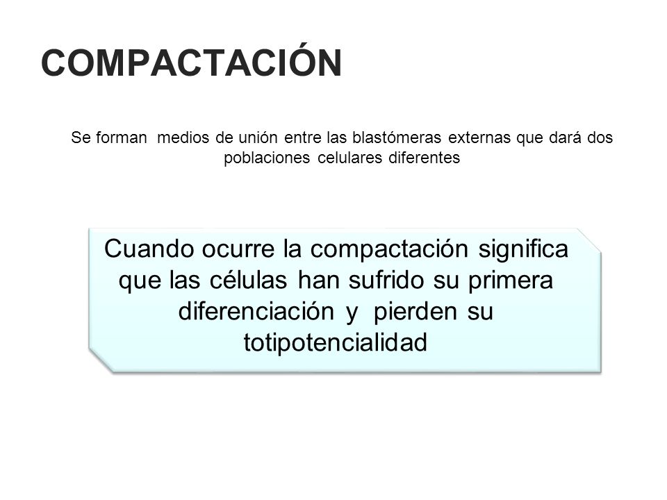 COMPACTACIÓN Se forman medios de unión entre las blastómeras externas que dará dos poblaciones celulares diferentes.