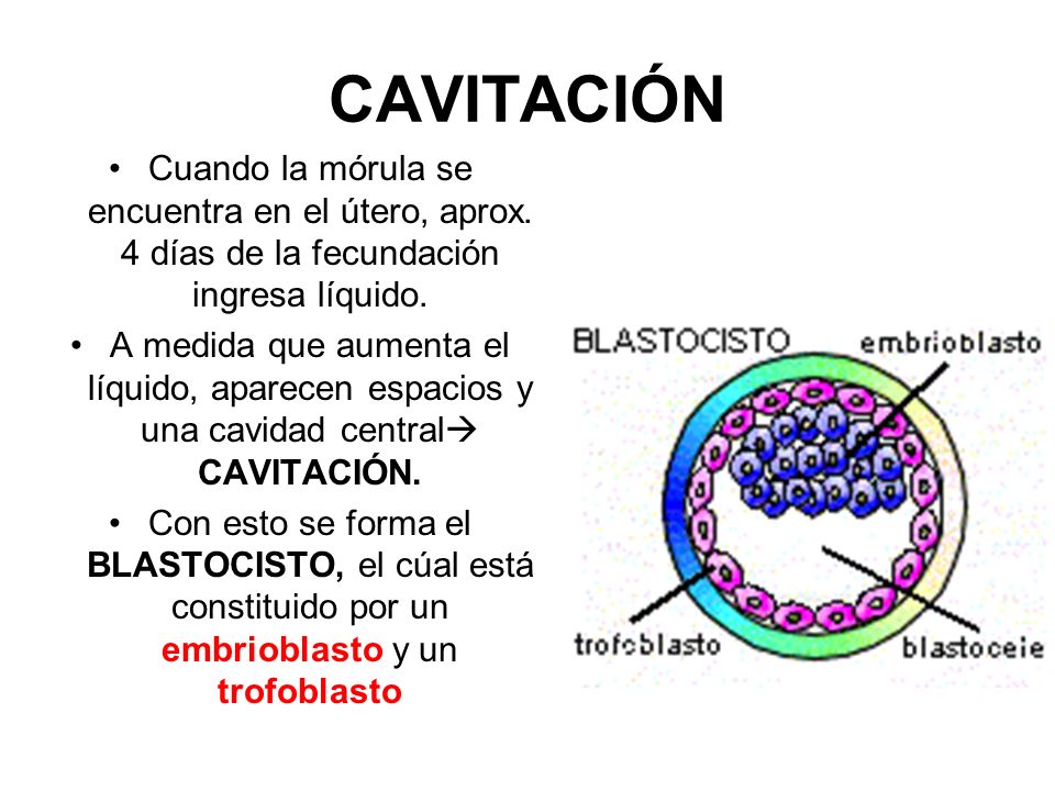 CAVITACIÓN Cuando la mórula se encuentra en el útero, aprox. 4 días de la fecundación ingresa líquido.