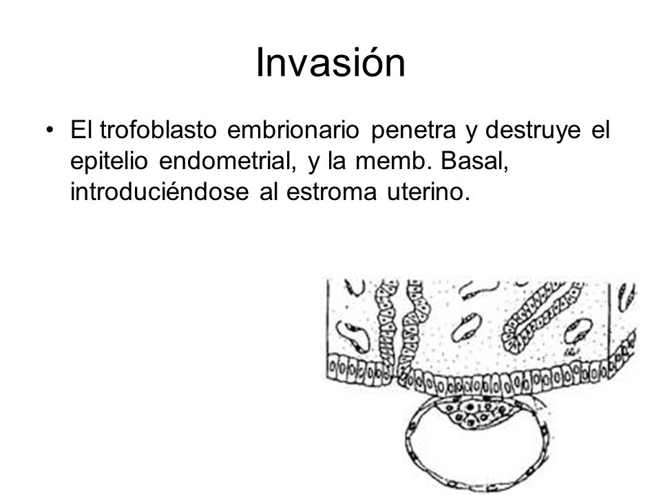 Invasión El trofoblasto embrionario penetra y destruye el epitelio endometrial, y la memb.