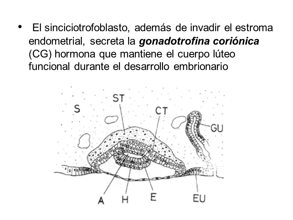 El sinciciotrofoblasto, además de invadir el estroma endometrial, secreta la gonadotrofina coriónica (CG) hormona que mantiene el cuerpo lúteo funcional durante el desarrollo embrionario
