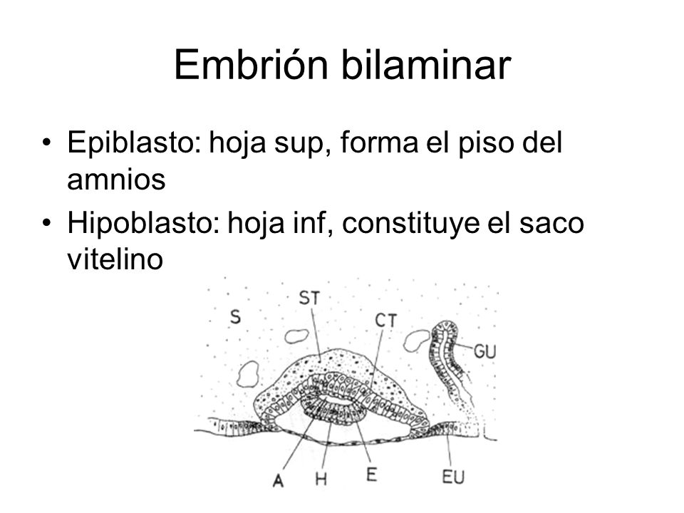 Embrión bilaminar Epiblasto: hoja sup, forma el piso del amnios
