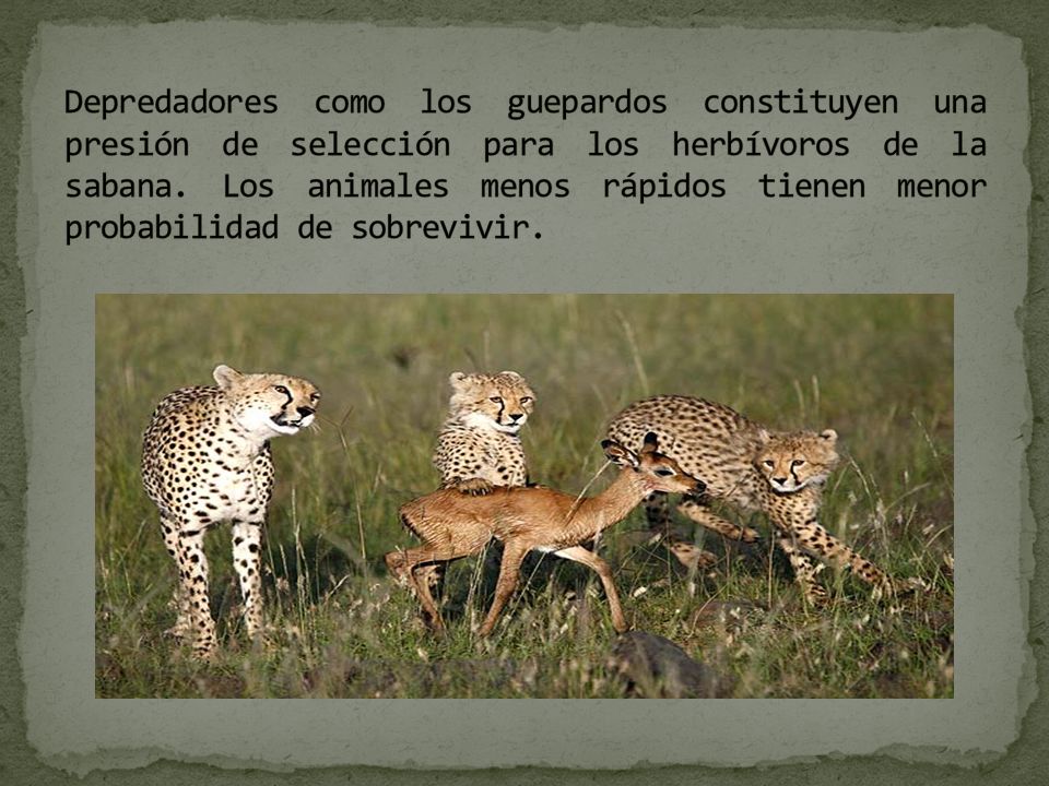 Depredadores como los guepardos constituyen una presión de selección para los herbívoros de la sabana.