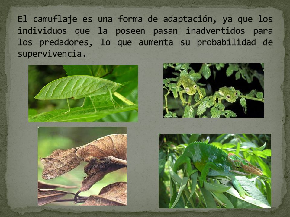 El camuflaje es una forma de adaptación, ya que los individuos que la poseen pasan inadvertidos para los predadores, lo que aumenta su probabilidad de supervivencia.