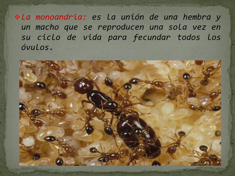 La monoandria: es la unión de una hembra y un macho que se reproducen una sola vez en su ciclo de vida para fecundar todos los óvulos.
