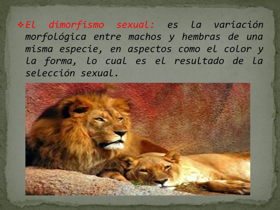 El dimorfismo sexual: es la variación morfológica entre machos y hembras de una misma especie, en aspectos como el color y la forma, lo cual es el resultado de la selección sexual.