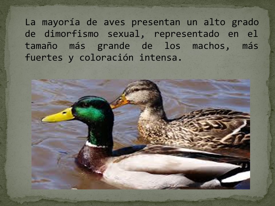 La mayoría de aves presentan un alto grado de dimorfismo sexual, representado en el tamaño más grande de los machos, más fuertes y coloración intensa.