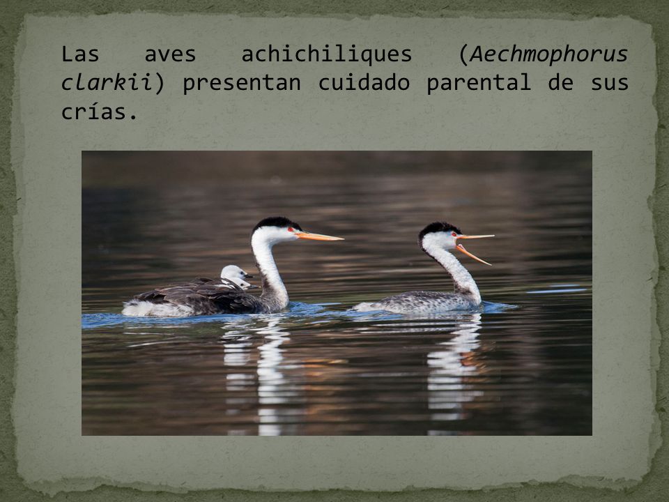 Las aves achichiliques (Aechmophorus clarkii) presentan cuidado parental de sus crías.