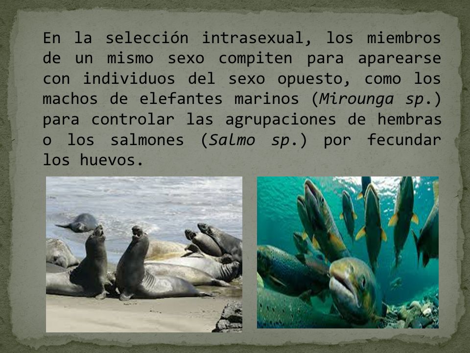 En la selección intrasexual, los miembros de un mismo sexo compiten para aparearse con individuos del sexo opuesto, como los machos de elefantes marinos (Mirounga sp.) para controlar las agrupaciones de hembras o los salmones (Salmo sp.) por fecundar los huevos.