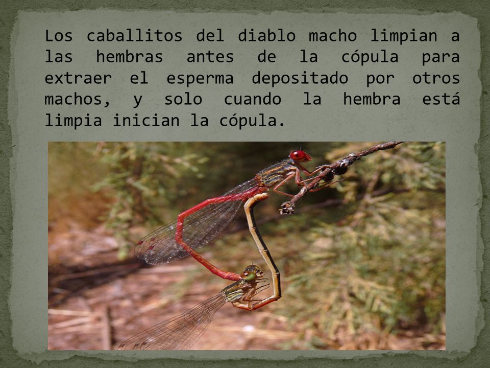 Los caballitos del diablo macho limpian a las hembras antes de la cópula para extraer el esperma depositado por otros machos, y solo cuando la hembra está limpia inician la cópula.