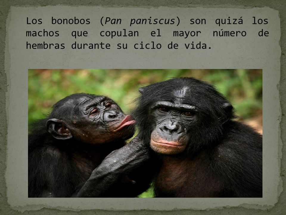 Los bonobos (Pan paniscus) son quizá los machos que copulan el mayor número de hembras durante su ciclo de vida.