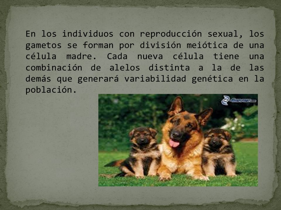 En los individuos con reproducción sexual, los gametos se forman por división meiótica de una célula madre.