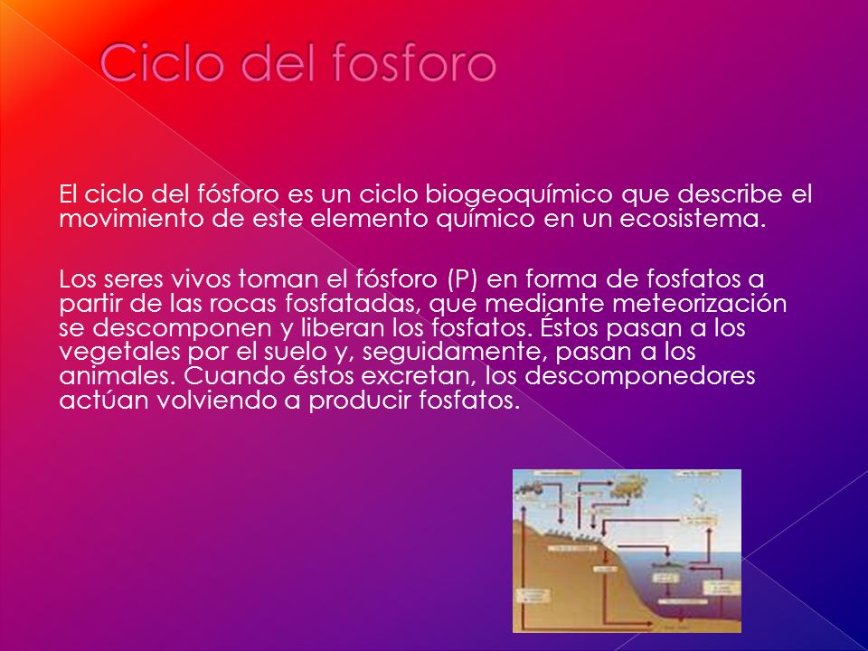Ciclo del fosforo El ciclo del fósforo es un ciclo biogeoquímico que describe el movimiento de este elemento químico en un ecosistema.