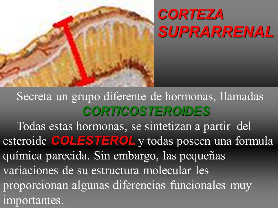 SUPRARRENAL CORTEZA Secreta un grupo diferente de hormonas, llamadas