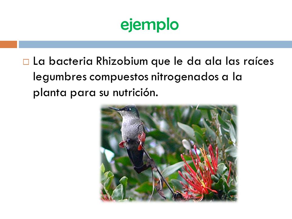 ejemplo La bacteria Rhizobium que le da ala las raíces legumbres compuestos nitrogenados a la planta para su nutrición.