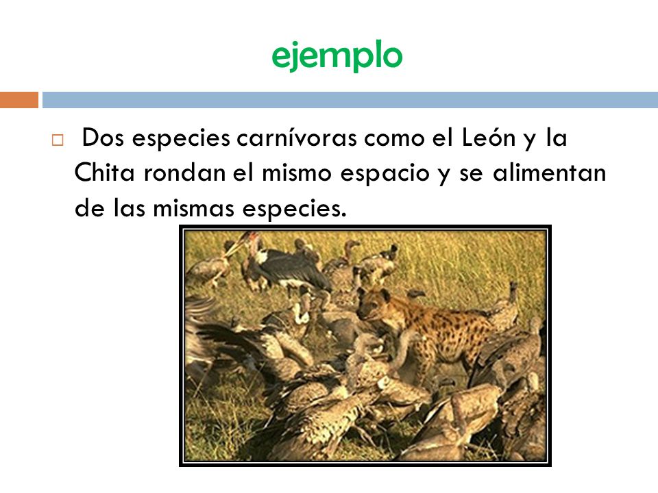 ejemplo Dos especies carnívoras como el León y la Chita rondan el mismo espacio y se alimentan de las mismas especies.