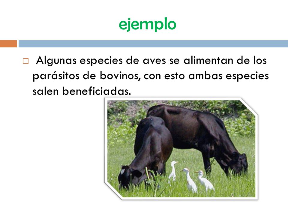ejemplo Algunas especies de aves se alimentan de los parásitos de bovinos, con esto ambas especies salen beneficiadas.