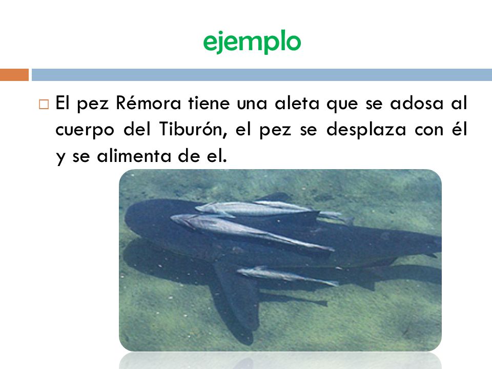 ejemplo El pez Rémora tiene una aleta que se adosa al cuerpo del Tiburón, el pez se desplaza con él y se alimenta de el.