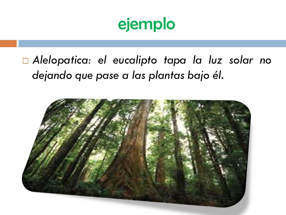 ejemplo Alelopatica: el eucalipto tapa la luz solar no dejando que pase a las plantas bajo él.