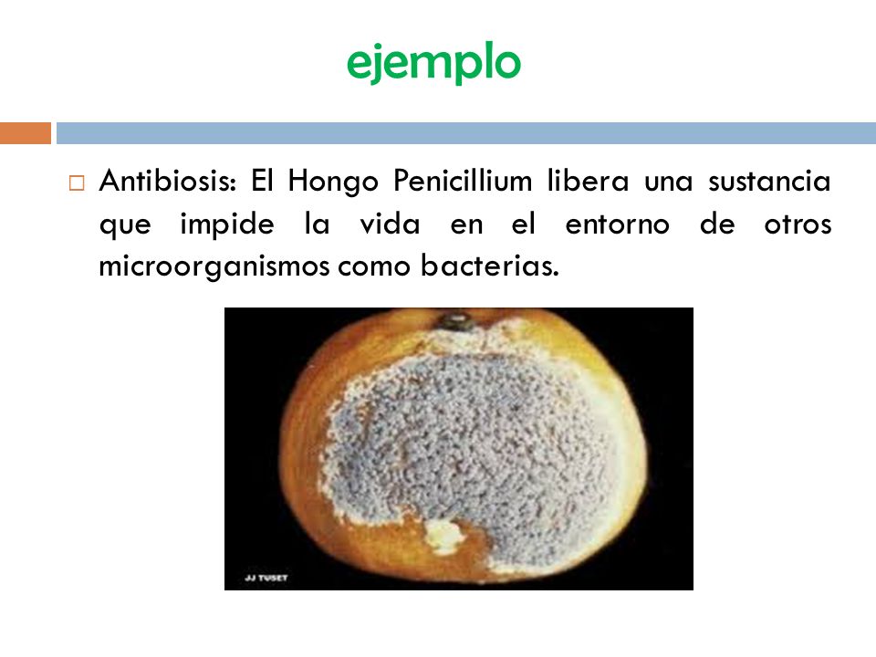 ejemplo Antibiosis: El Hongo Penicillium libera una sustancia que impide la vida en el entorno de otros microorganismos como bacterias.