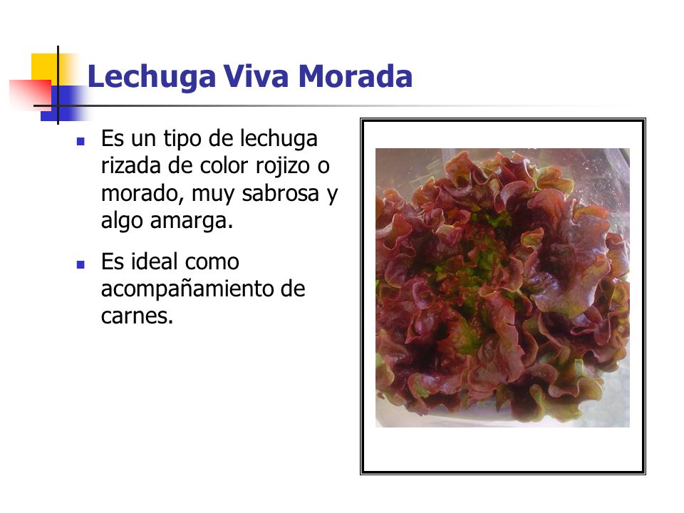 Lechuga Viva Morada Es un tipo de lechuga rizada de color rojizo o morado, muy sabrosa y algo amarga.