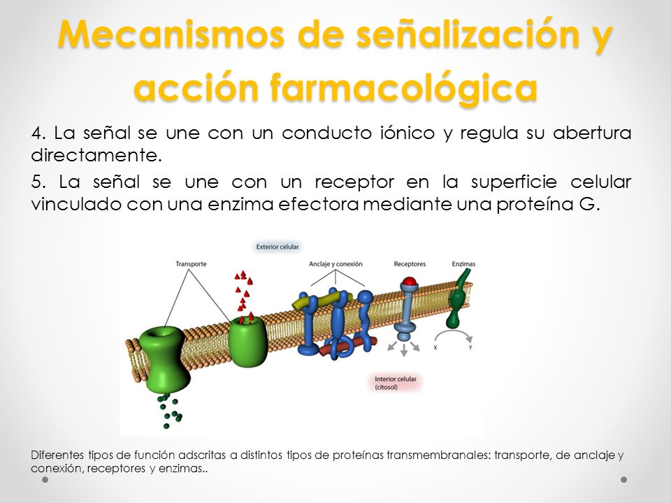 Mecanismos de señalización y acción farmacológica