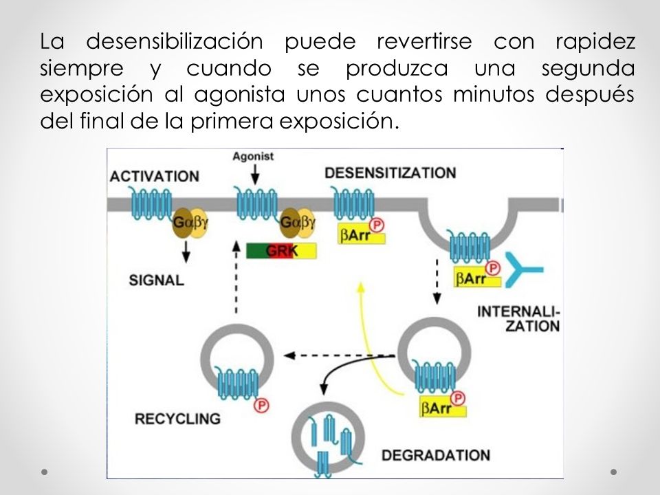 La desensibilización puede revertirse con rapidez siempre y cuando se produzca una segunda exposición al agonista unos cuantos minutos después del final de la primera exposición.