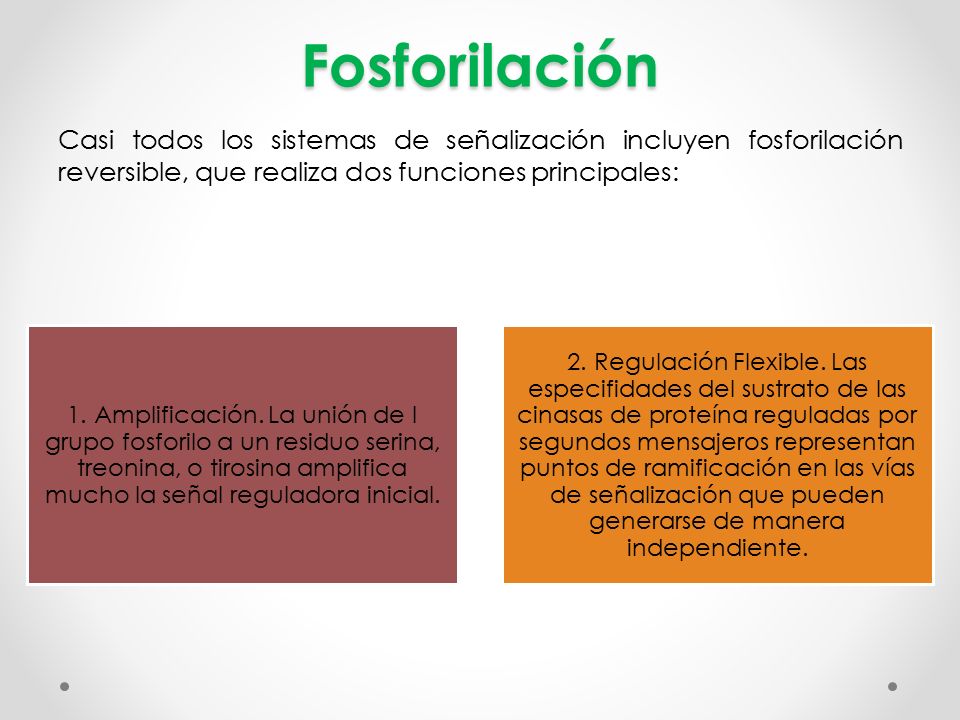 Fosforilación Casi todos los sistemas de señalización incluyen fosforilación reversible, que realiza dos funciones principales: