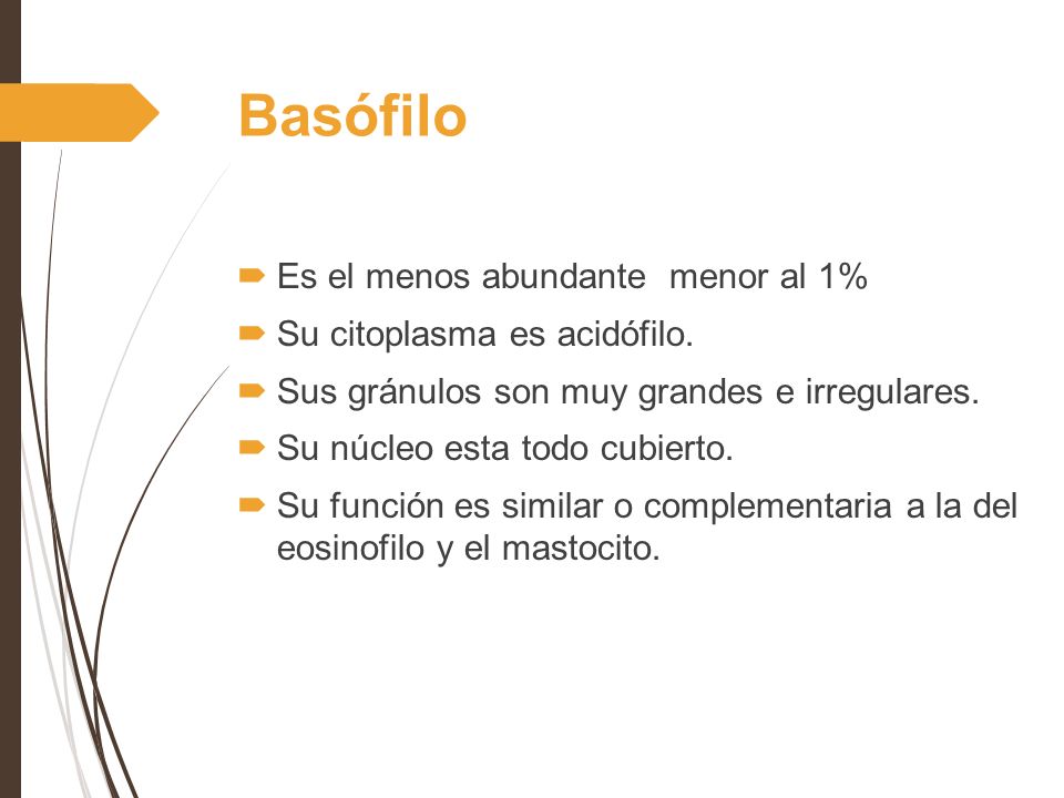 Basófilo Es el menos abundante menor al 1% Su citoplasma es acidófilo.