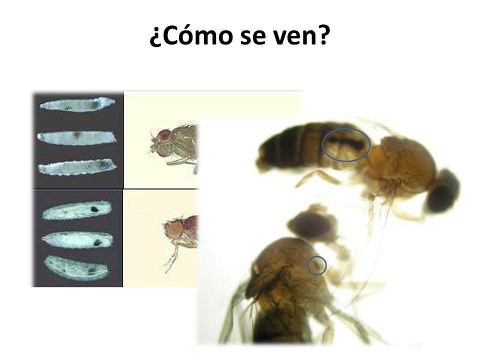 ¿Cómo se ven Que es definicion de benigno y maligno.