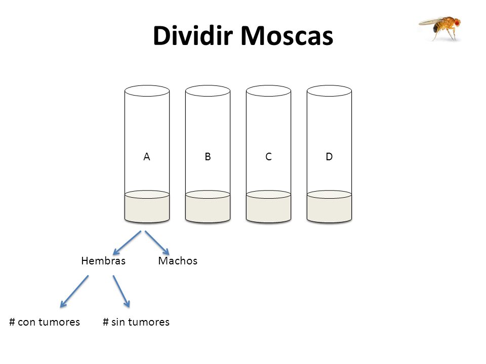 Dividir Moscas A B C D Hembras Machos # con tumores # sin tumores