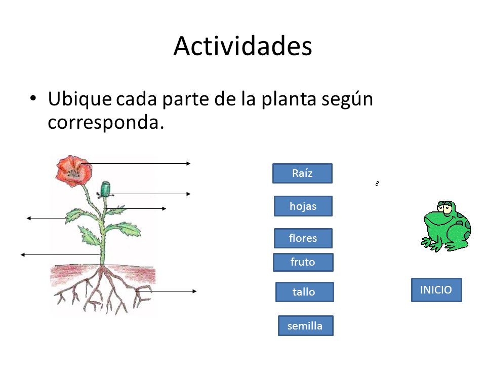 Actividades Ubique cada parte de la planta según corresponda. Raíz