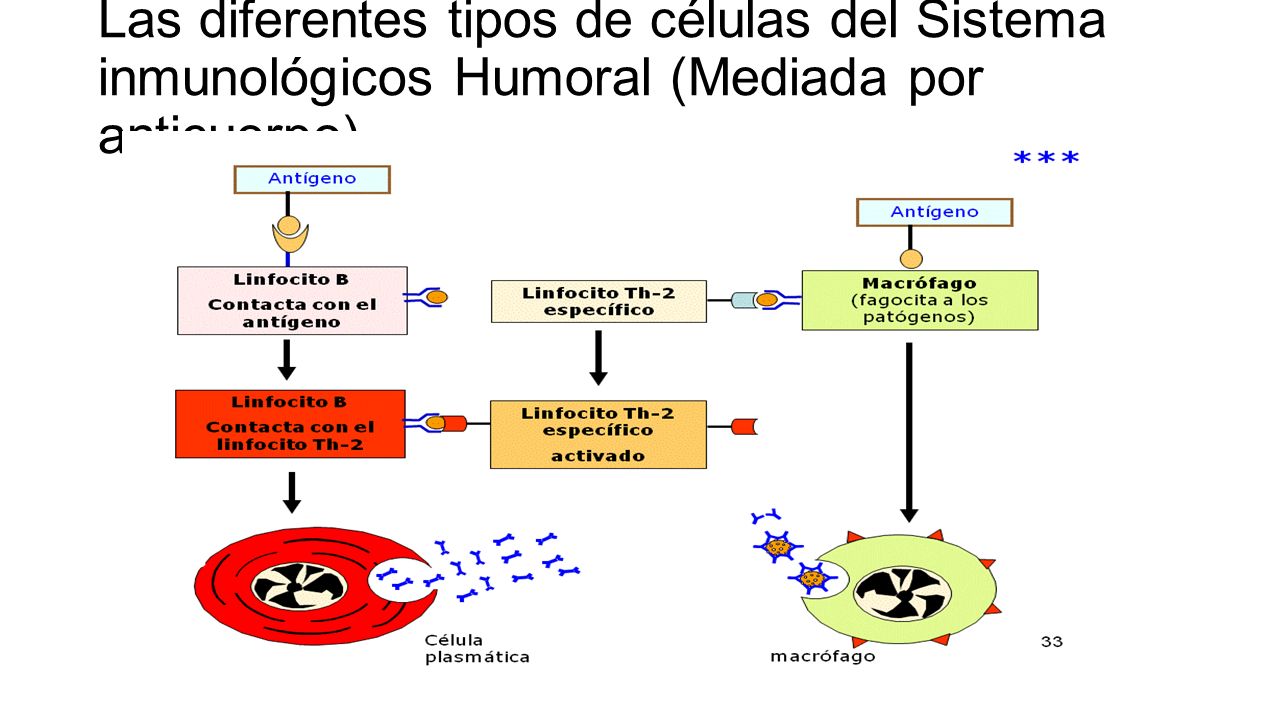 Las diferentes tipos de células del Sistema inmunológicos Humoral (Mediada por anticuerpo)