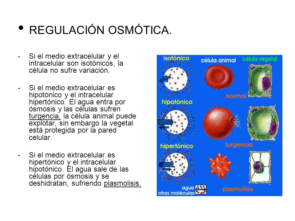 REGULACIÓN OSMÓTICA. Si el medio extracelular y el intracelular son isotónicos, la célula no sufre variación.