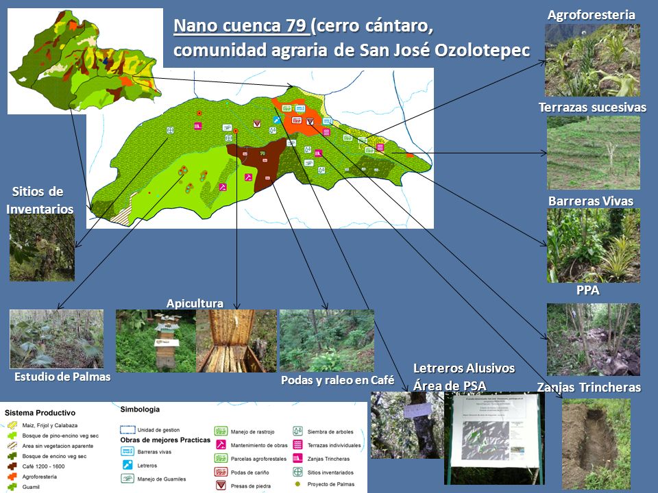 Agroforesteria Nano cuenca 79 (cerro cántaro, comunidad agraria de San José Ozolotepec. Terrazas sucesivas.