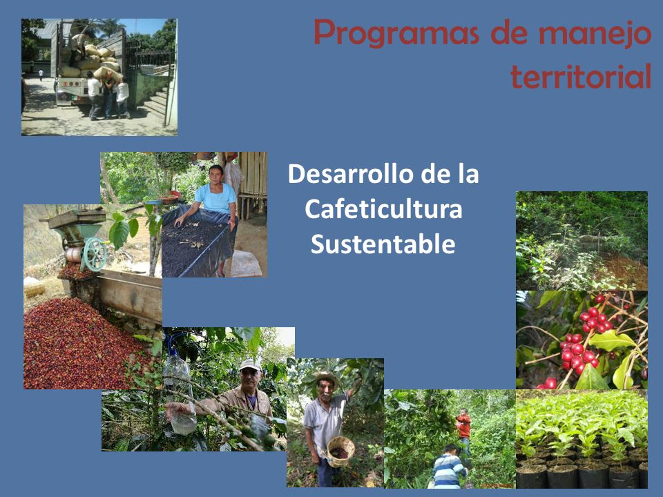 Desarrollo de la Cafeticultura Sustentable