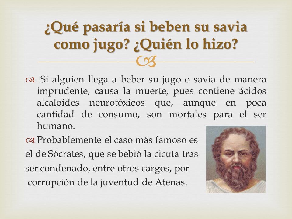 ¿Qué pasaría si beben su savia como jugo ¿Quién lo hizo