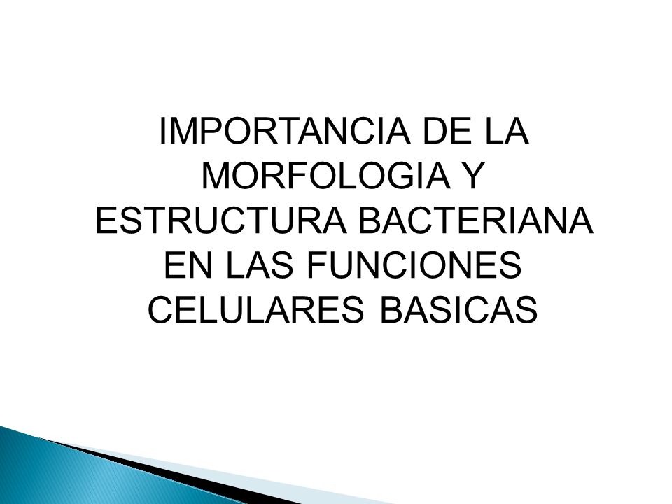 IMPORTANCIA DE LA MORFOLOGIA Y ESTRUCTURA BACTERIANA EN LAS FUNCIONES CELULARES BASICAS