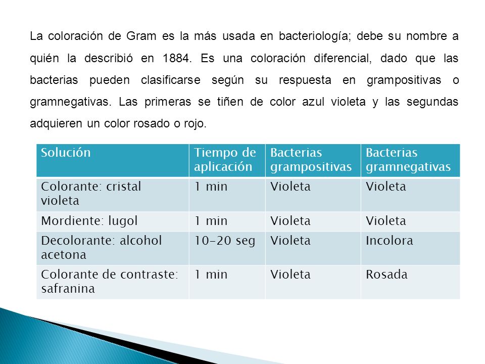 La coloración de Gram es la más usada en bacteriología; debe su nombre a quién la describió en Es una coloración diferencial, dado que las bacterias pueden clasificarse según su respuesta en grampositivas o gramnegativas. Las primeras se tiñen de color azul violeta y las segundas adquieren un color rosado o rojo.