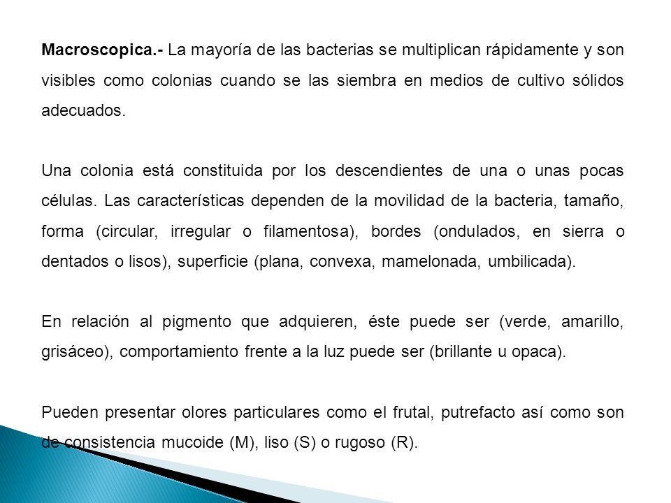 Macroscopica.- La mayoría de las bacterias se multiplican rápidamente y son visibles como colonias cuando se las siembra en medios de cultivo sólidos adecuados.