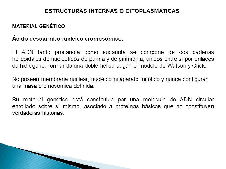 ESTRUCTURAS INTERNAS O CITOPLASMATICAS