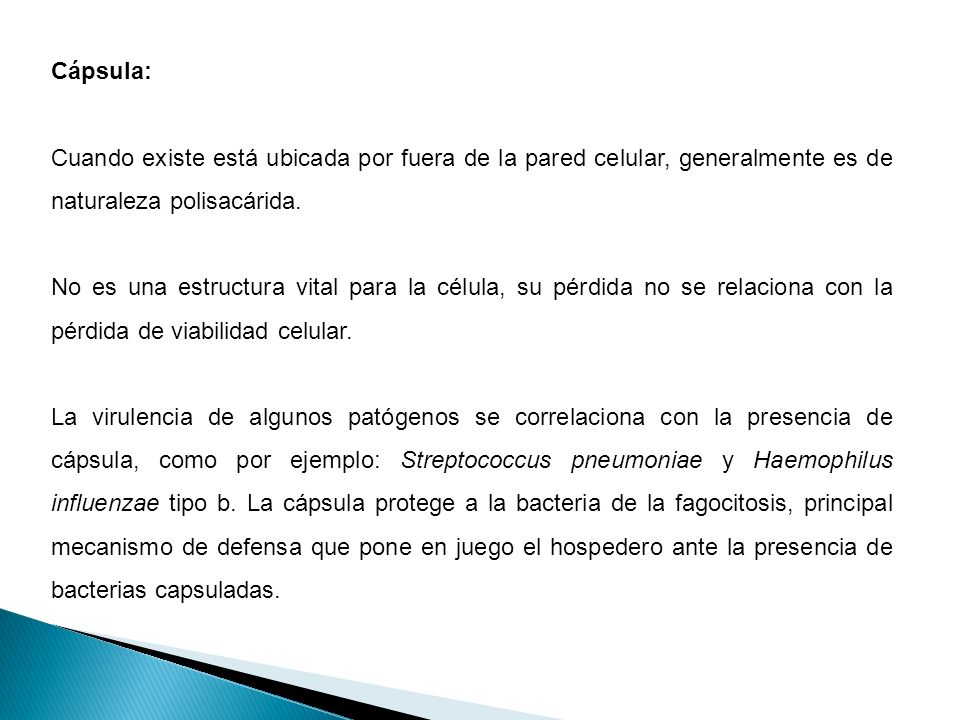 Cápsula: Cuando existe está ubicada por fuera de la pared celular, generalmente es de naturaleza polisacárida.