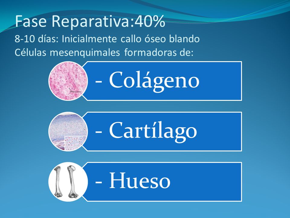 Fase Reparativa:40% 8-10 días: Inicialmente callo óseo blando Células mesenquimales formadoras de:
