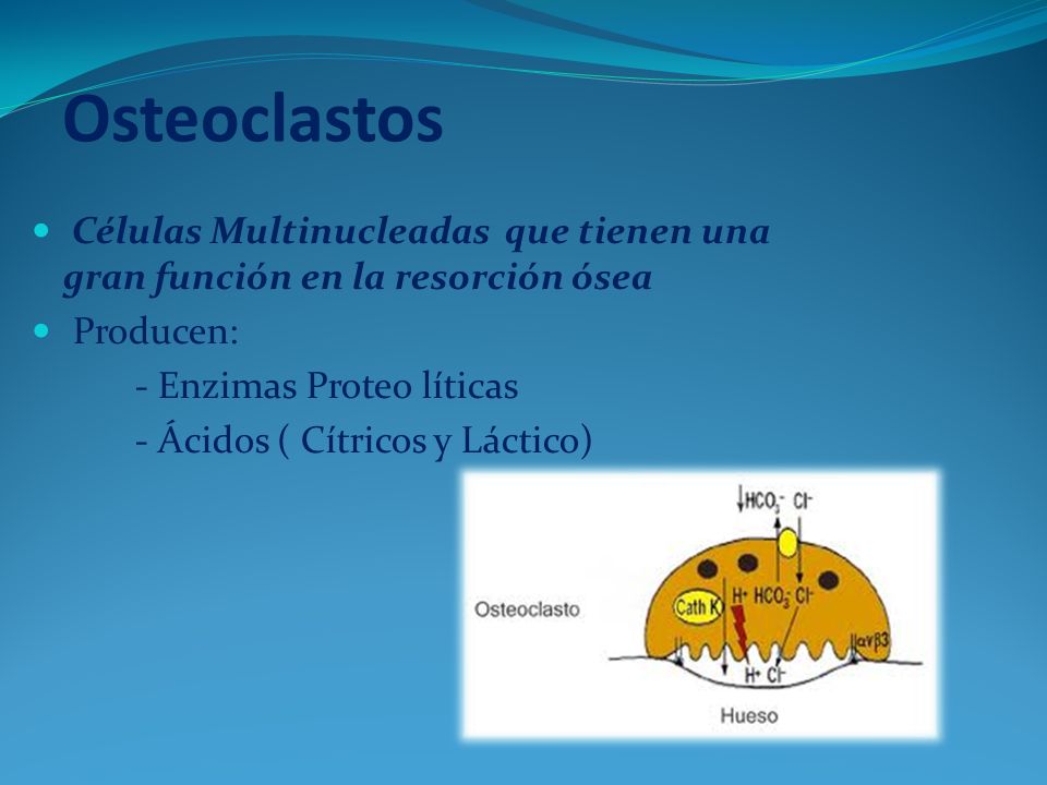 Osteoclastos Células Multinucleadas que tienen una gran función en la resorción ósea. Producen: - Enzimas Proteo líticas.