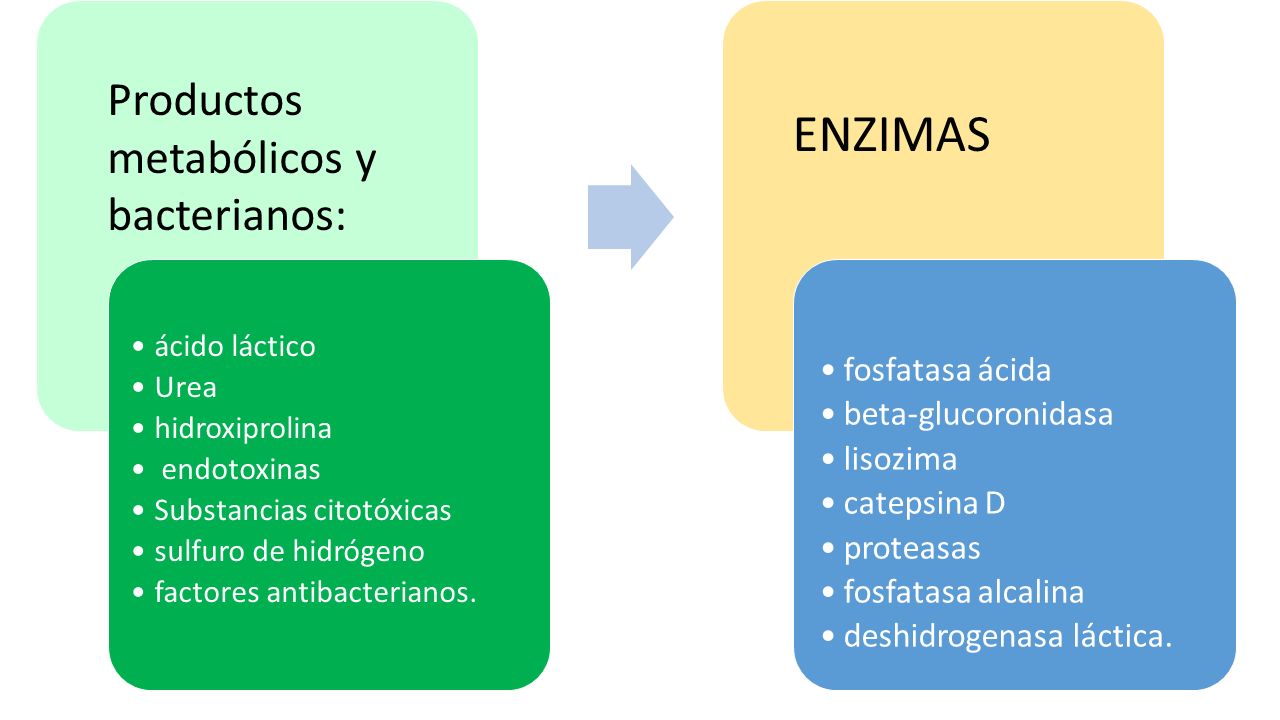 ENZIMAS Productos metabólicos y bacterianos: ácido láctico Urea