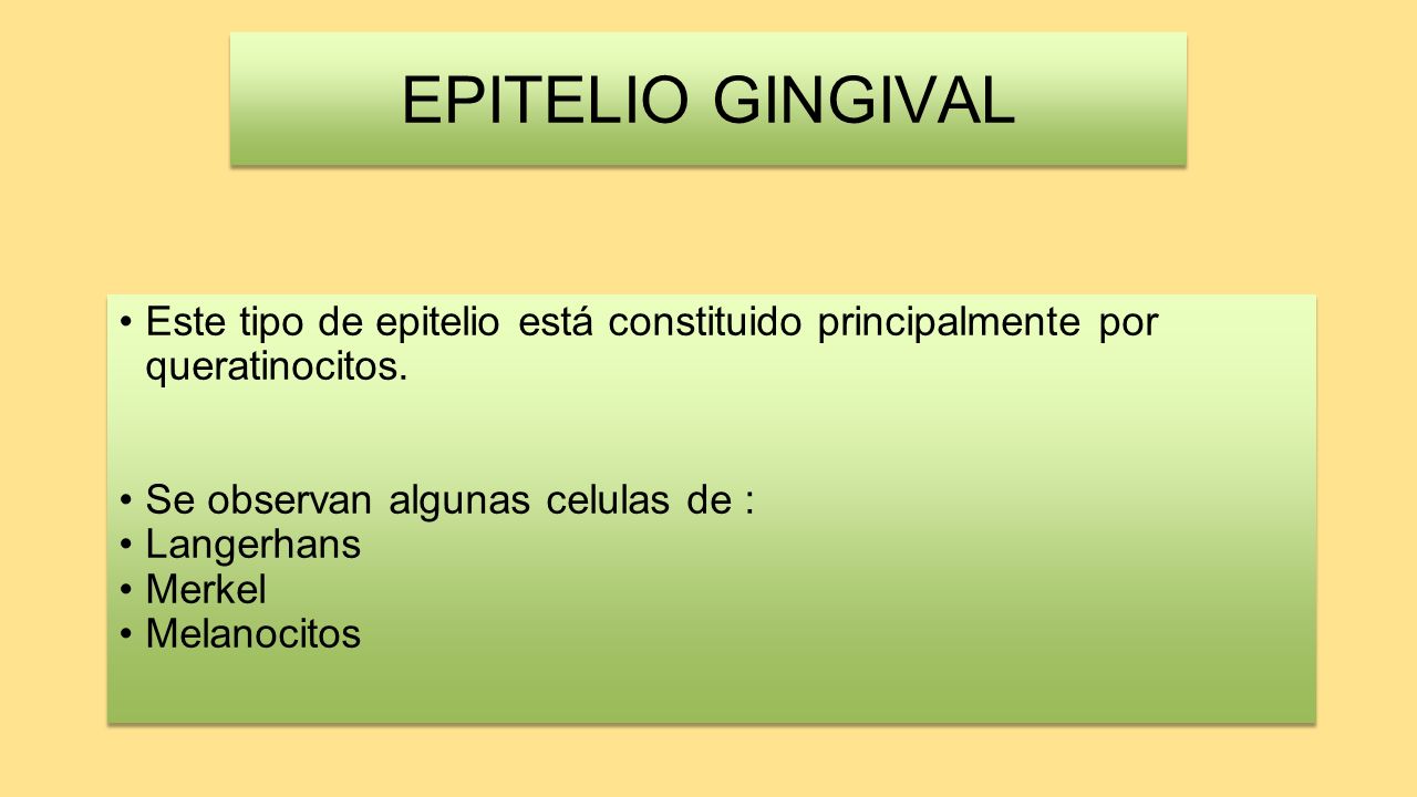 EPITELIO GINGIVAL Este tipo de epitelio está constituido principalmente por queratinocitos. Se observan algunas celulas de :