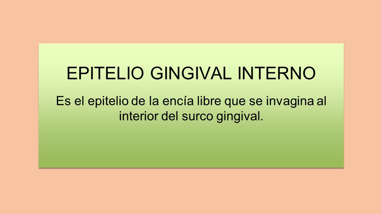 EPITELIO GINGIVAL INTERNO Es el epitelio de la encía libre que se invagina al interior del surco gingival.