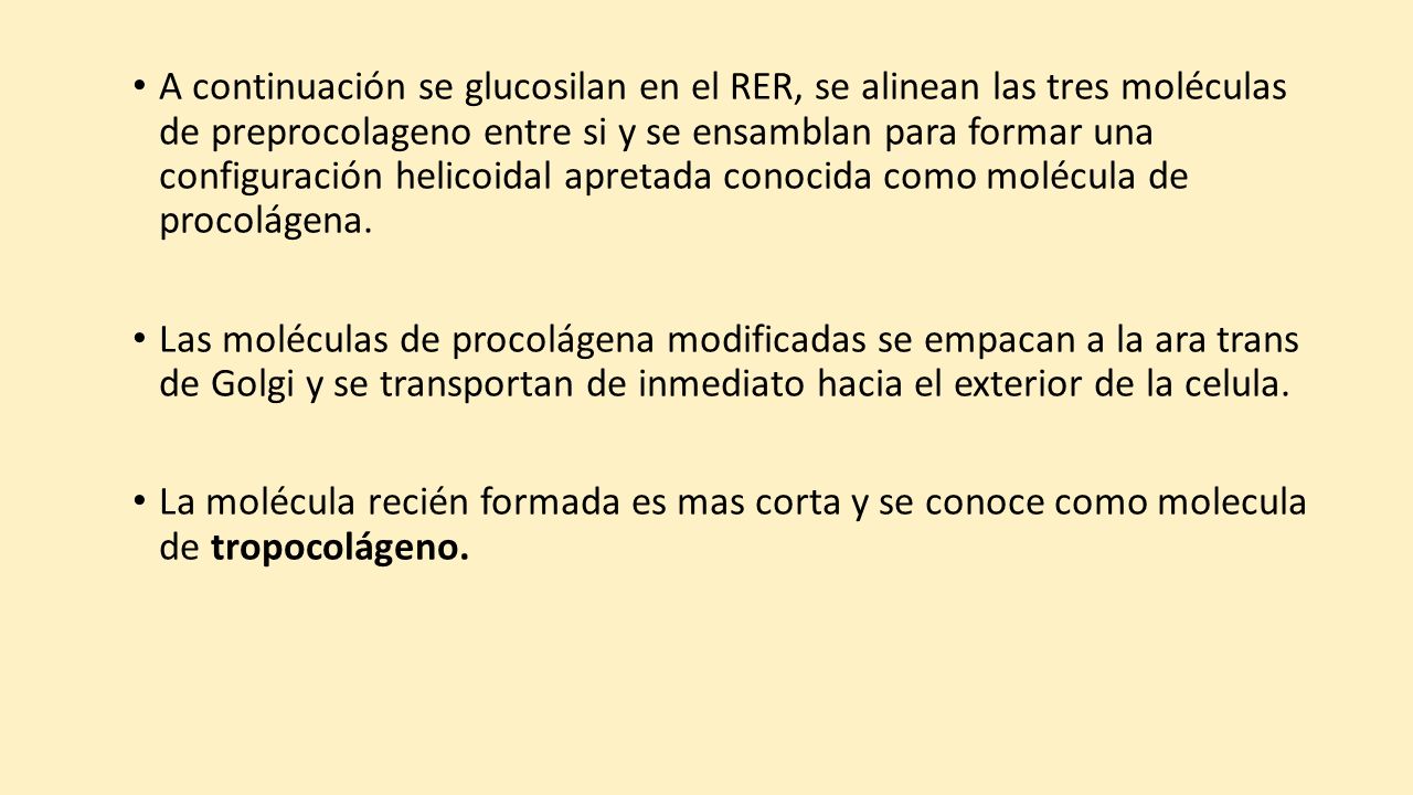A continuación se glucosilan en el RER, se alinean las tres moléculas de preprocolageno entre si y se ensamblan para formar una configuración helicoidal apretada conocida como molécula de procolágena.