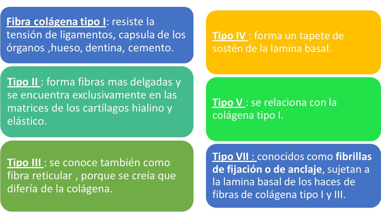 Fibra colágena tipo I: resiste la tensión de ligamentos, capsula de los órganos ,hueso, dentina, cemento.