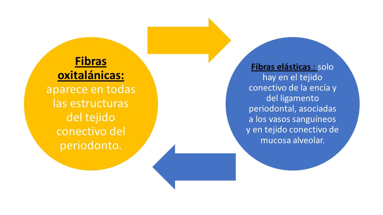 Fibras oxitalánicas: aparece en todas las estructuras del tejido conectivo del periodonto.